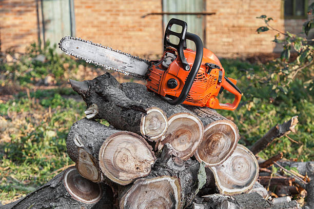 Best Tree Branch Trimming  in St Helena, CA